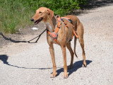 Mochi, Galga douce et magnifique à adopter en association