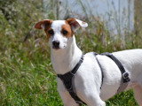 Aire, adorable petite Podenca sociable caline et joyeuse à adopter en association