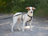 Aire, adorable petite Podenca sociable caline et joyeuse à adopter en association