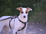 Aire, adorable petite Podenca sociable caline et joyeuse à adopter en association