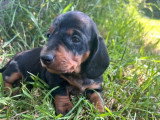 2 chiots femelles Teckel poil ras standard LOF à réserver