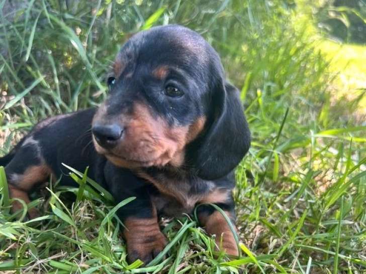 2 chiots femelles Teckel poil ras standard LOF à réserver