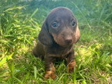 2 chiots femelles Teckel poil ras standard LOF à réserver