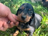 2 chiots femelles Teckel poil ras standard LOF à réserver