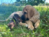 2 chiots femelles Teckel poil ras standard LOF à réserver