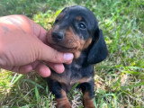 2 chiots femelles Teckel poil ras standard LOF à réserver