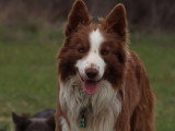 Saillie Border Collie non LOF mâle de lignée travail
