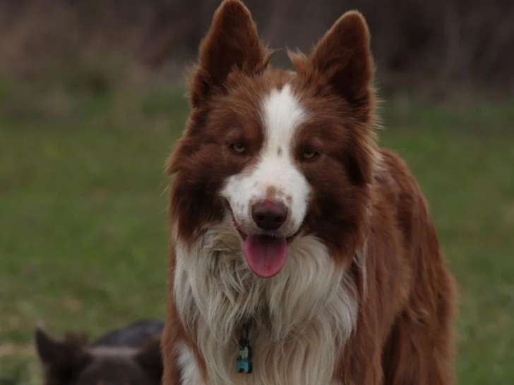 Saillie Border Collie non LOF mâle de lignée travail