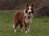 Saillie Border Collie non LOF mâle de lignée travail