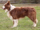 Saillie Border Collie non LOF mâle de lignée travail