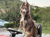 Saillie Border Collie non LOF mâle de lignée travail