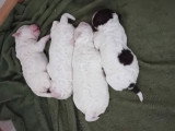 Chiots  Lagotto Romagnolo LOF à vendre