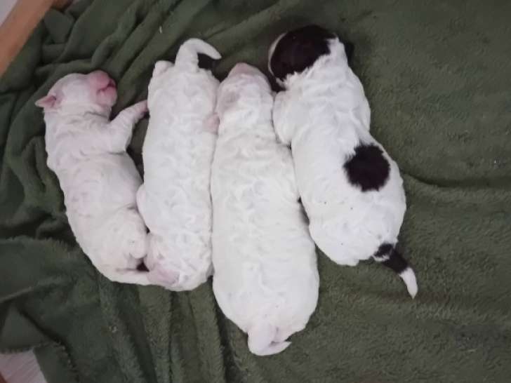 Chiots Lagotto Romagnolo LOF à vendre