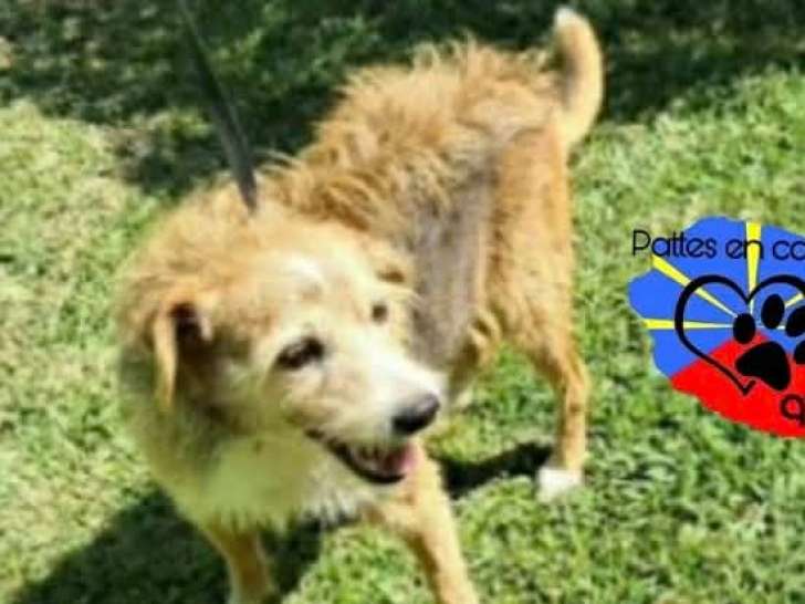 Mabel, chien à adopter en association