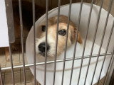 Mabel, chien à adopter en association