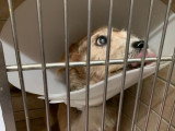 Mabel, chien à adopter en association