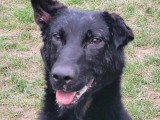 Mac, adorable chien à adopter en association