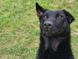 Mac, adorable chien à adopter en association