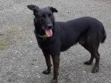 Mac, adorable chien à adopter en association