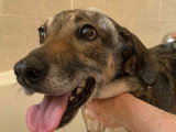 Roxanne, chienne croisée berger à adopter en association