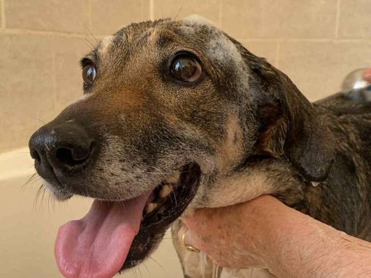 Roxanne, chienne croisée berger à adopter en association