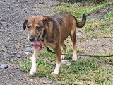 Roxanne, chienne croisée berger à adopter en association