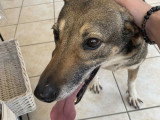Roxanne, chienne croisée berger à adopter en association