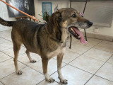 Roxanne, chienne croisée berger à adopter en association