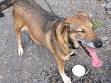 Roxanne, chienne croisée berger à adopter en association