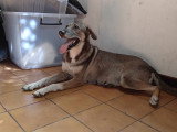 Roxanne, chienne croisée berger à adopter en association