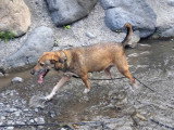 Roxanne, chienne croisée berger à adopter en association