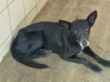 Colt, chienne de 7 ans à adopter en association