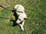 Pixie, chienne à adopter en association