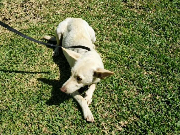 Pixie, chienne à adopter en association