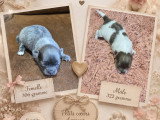 Chiots Chihuahua à vendre