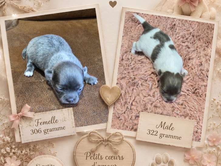Chiots Chihuahua à vendre