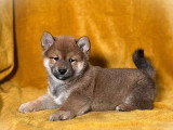 Chiot mâle Shiba Inu non LOF né en mars 2026 à vendre