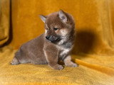 Chiot mâle Shiba Inu non LOF né en mars 2026 à vendre