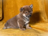 Chiot mâle Shiba Inu non LOF né en mars 2026 à vendre