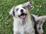 Deux chiots femelles Berger Australien bleu merle LOF à vendre