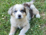 Deux chiots femelles Berger Australien bleu merle LOF à vendre