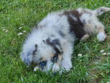 Deux chiots femelles Berger Australien bleu merle LOF à vendre