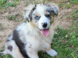 Deux chiots femelles Berger Australien bleu merle LOF à vendre