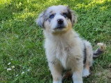 Deux chiots femelles Berger Australien bleu merle LOF à vendre