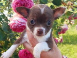 4 chiots Chihuahuas nés en avril 2026 non LOF à vendre