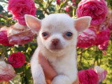 4 chiots Chihuahuas nés en avril 2026 non LOF à vendre