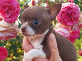 4 chiots Chihuahuas nés en avril 2026 non LOF à vendre