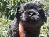 2 chiots Shih Tzu non LOF 1 mâle noir et 1 femelle noire d'avril 2026 à réserver