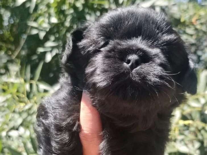 2 chiots Shih Tzu non LOF 1 mâle noir et 1 femelle noire d'avril 2026 à réserver