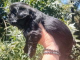 2 chiots Shih Tzu non LOF 1 mâle noir et 1 femelle noire d'avril 2026 à réserver